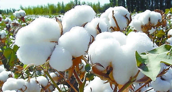 新疆棉价明平暗降 棉籽价或走低