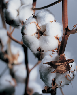 棉花加工企业是存棉待涨还是落袋为安
