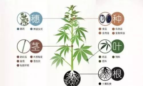 纺织面料中抗菌效果最好的竟然是它